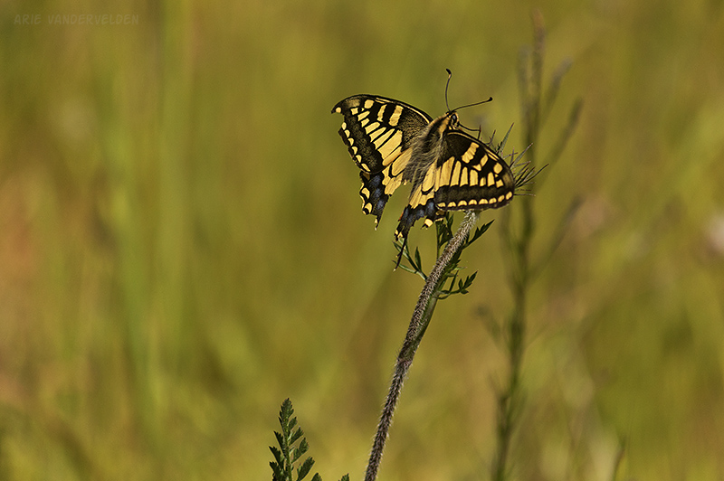 Swallowtail butterfly.