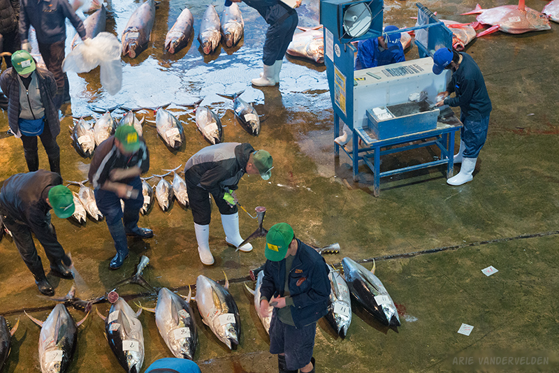 Buyers grade the tuna, while one of the auctioneers wipes slates at the blue auction cart.