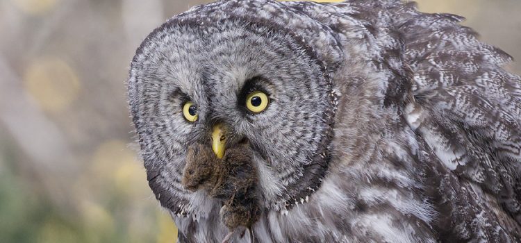 Photo gallery: Great Gray Owls